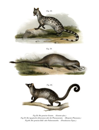 Ginsterkatze, 1860 von German School